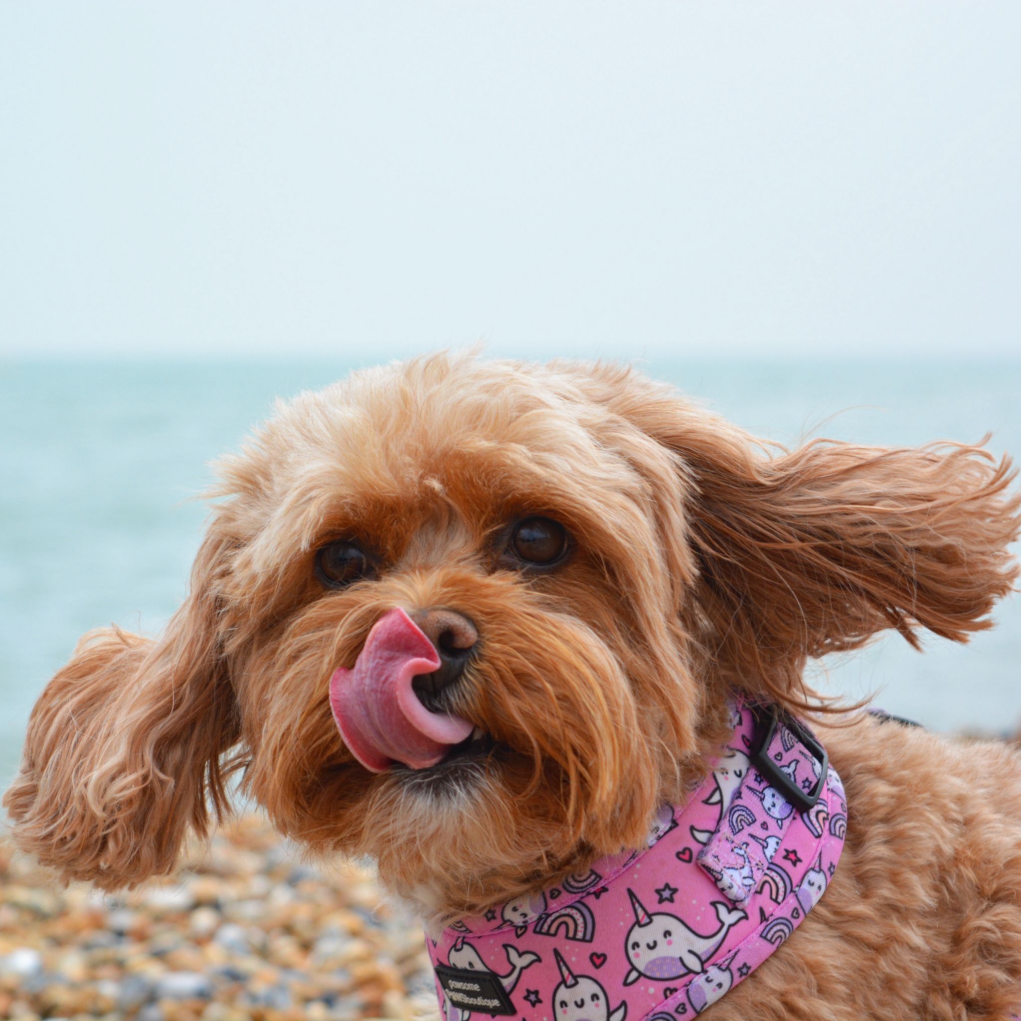 Happy pet sitting dog
